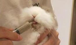 吃鸡皮肤爆料最新兔子,吃鸡新皮肤兔子版惊艳亮相